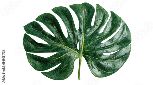 Monstera deliciosa leaf with water droplets displaying tropical nature and fresh botanical beauty, transparent background