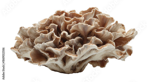 Maitake mushroom, edible fungi, fresh culinary ingredient, gourmet food, natural mushroom on transparent background