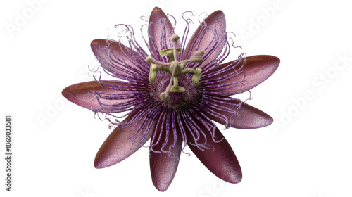 Passion flower showcasing beautiful purple petals and intricate stamens, vibrant exotic bloom with transparent background