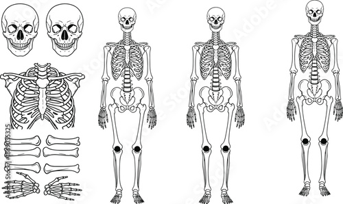 Human Skeleton Silhouettes and Bone Anatomy Illustration Featuring Skull, Rib Cage, Hands, Long Bones and Full Body Views