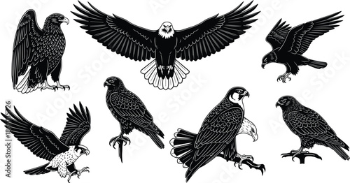 Set of Majestic Bird of Prey Illustrations Including Eagles and Falcons in Flight and Perching Poses Vector Collection