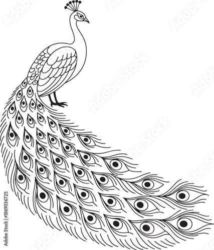 Elegant stylized outline drawing of beautiful male peacock with long elaborate curving tail feathers