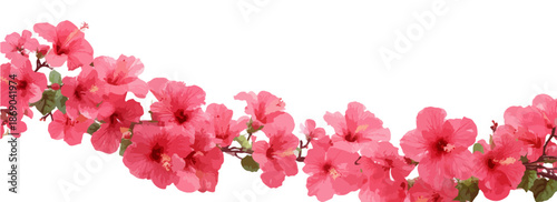 Różowe kwiaty hibiskusa na przezroczystym tle, idealne do dekoracji i projektów graficznych.