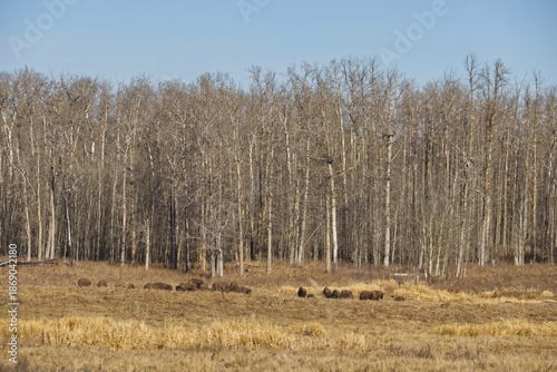 Plains Bison in the Distance