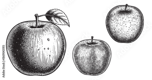 Apple engraving illustration for fruit packaging and branding