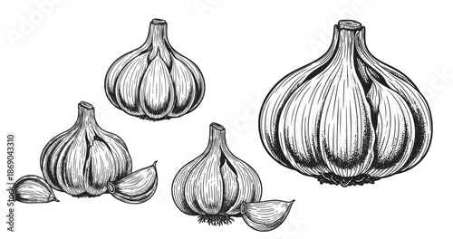 Garlic bulb engraving illustration for culinary packaging and branding