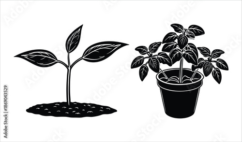 Seedling Growing In Soil Next To Potted Plant, Black and White Vector