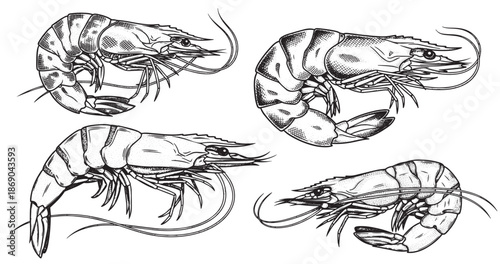 Shrimp engraving illustration for seafood packaging and menu