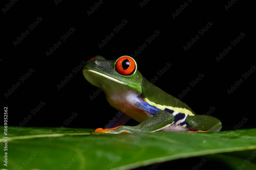 Obraz premium Red Eye tree frog