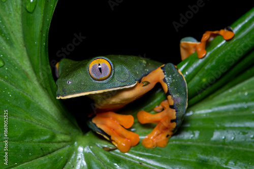 Fényképezés Tigger frog