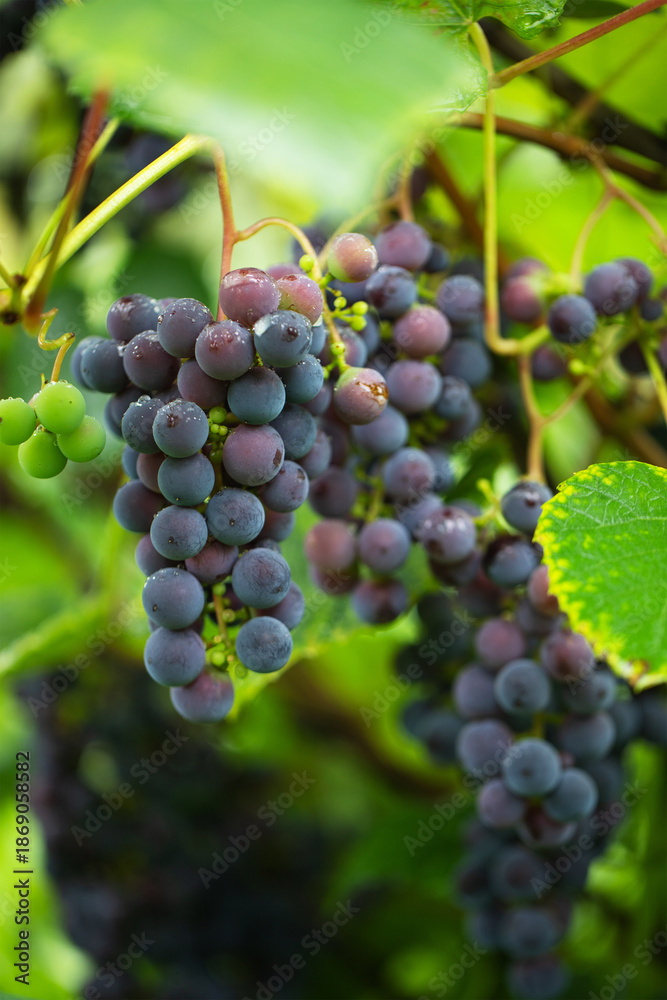 Obraz premium vine with ripe berries, blue grapes hanging in clusters
