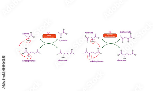 Transamination reactions - Amino acid catabolism