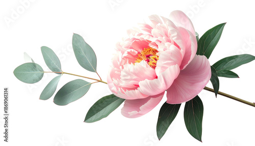 Close-up of a pink peony with leaves and eucalyptus branch against a transparent background