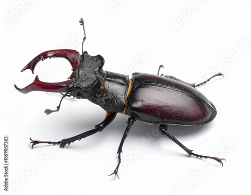 Detailed Close-Up of a Majestic Stag Beetle Posing Against a White Background.