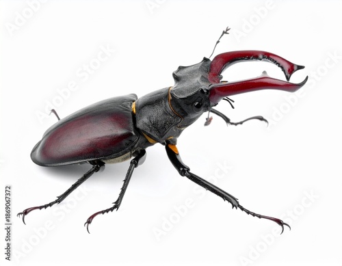 Detailed Close-Up of a Majestic Stag Beetle Posing on White Background.
