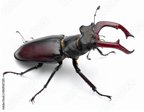 Detailed Close-Up of a Majestic Stag Beetle Posing on a White Background.