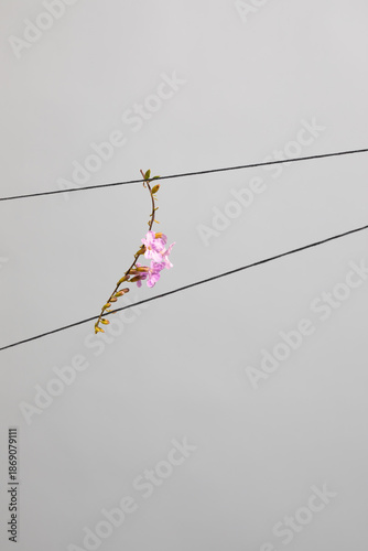 Pink Flower Resting on Taught Strings Against a Gray Sky