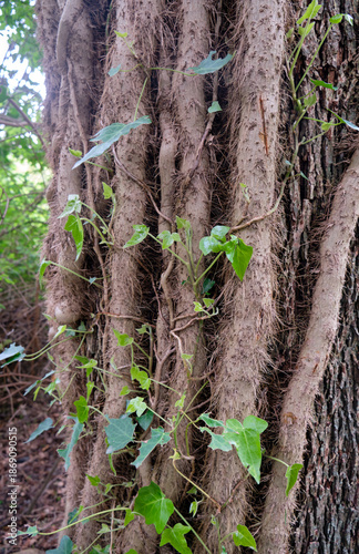 Konstfotografi Strong stems with rootlets of common ivy wrapping around the tree trunk