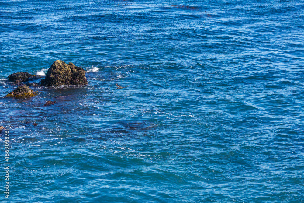 Naklejka premium Black cormorant flying low over deep blue ocean water near rocks