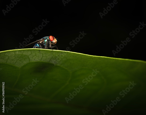 The Green bottle fly or Lucilia sericata, is a metallic, medium-sized blowfly known for its brilliant blue-green or golden-green coloration.