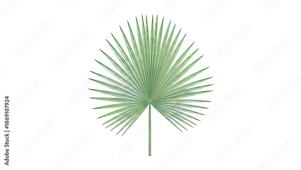 Fototapeta premium Green Palm Leaf