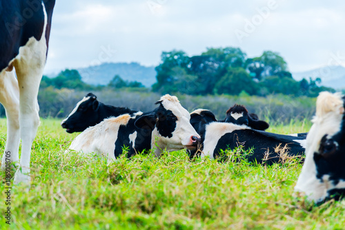 Dairy cows resting and lying down on green pasture in a rural farm. Group of cattle in a peaceful meadow, representing happy animals and sustainable dairy farming concepts.