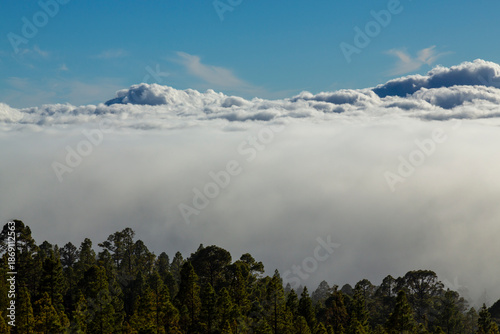 Beautiful pine tree forest and mist in the Teide Tenerife National Park in early summer
