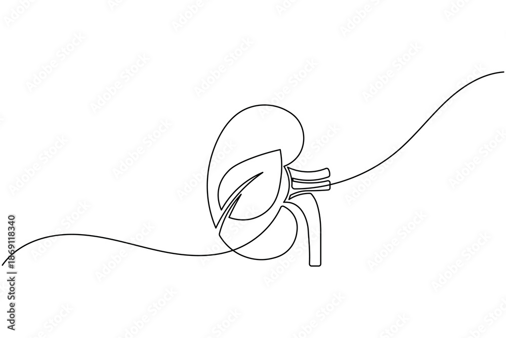 Obraz premium Minimalist kidney continuous one line drawing human organ outline illustration for medical healthcare design