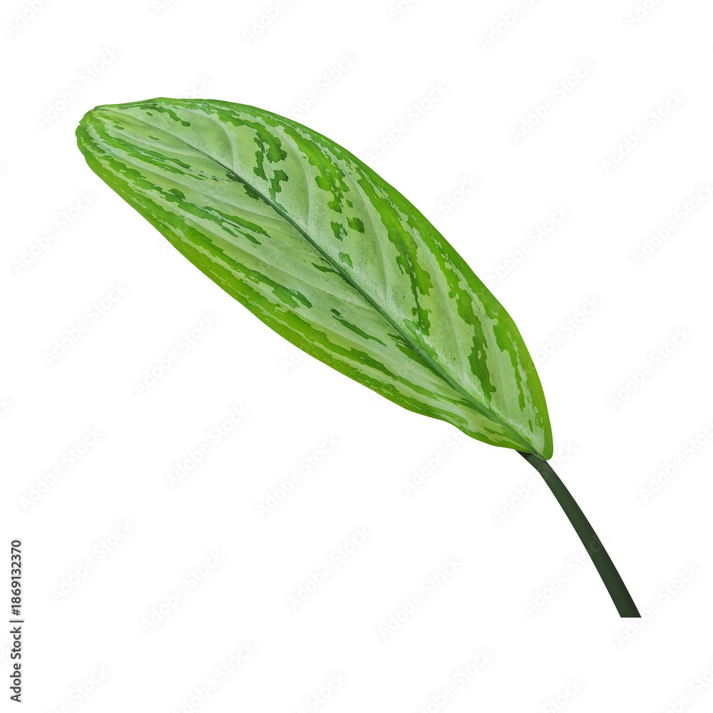 Obraz premium A large green leaf with variegated spots against a black background