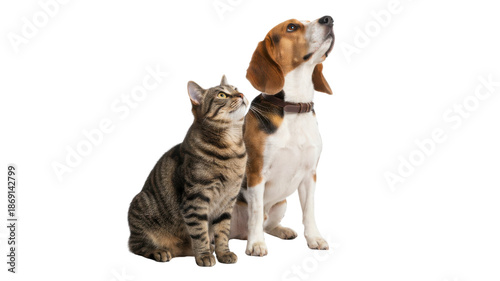 Cute Beagle Dog and Tabby Cat Sitting Together Looking Up Isolated on White Background