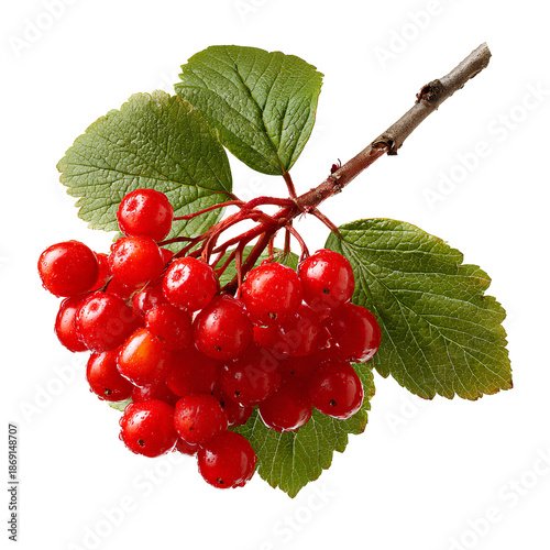 red currant isolated on transparent