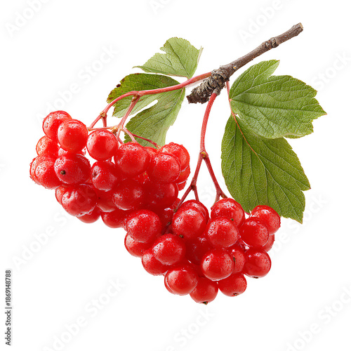 bunch of red currants