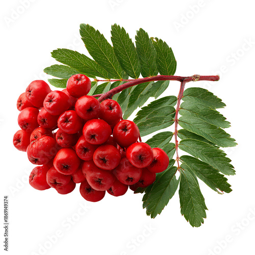 red currant on transparent