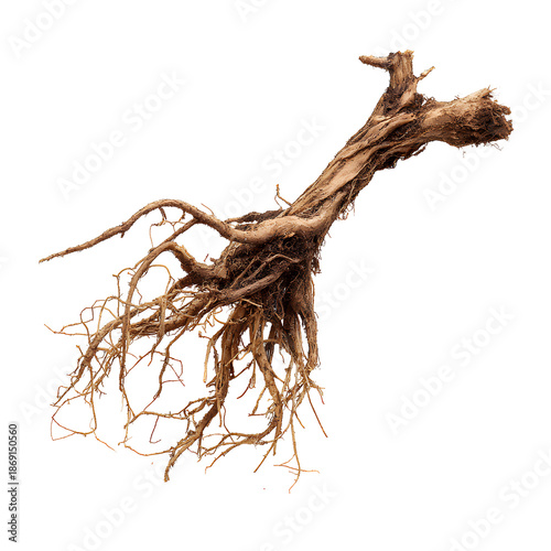 tree roots on transparent