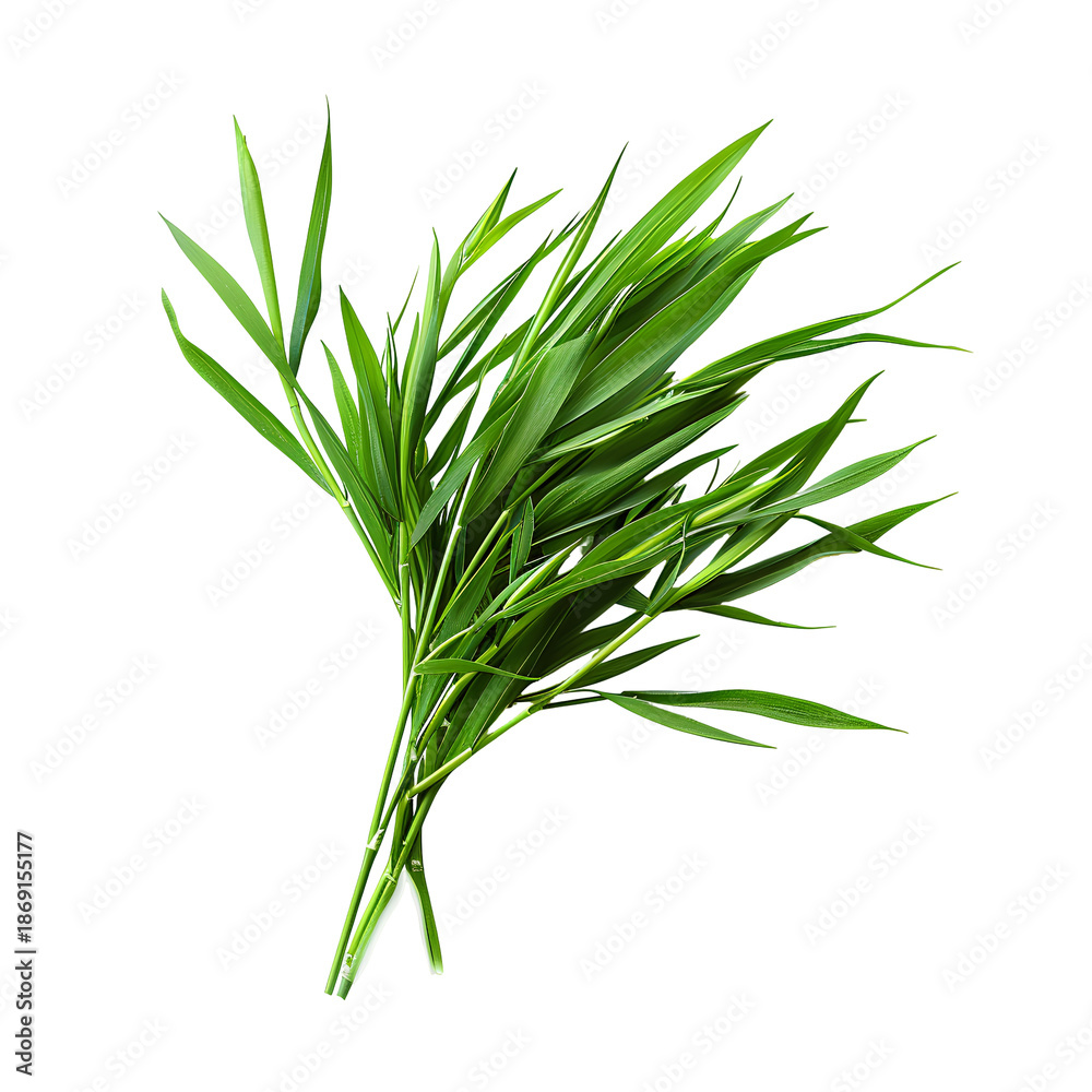 Fototapeta premium fresh green grass