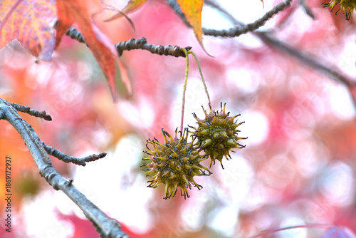 アメリカフウとも呼ばれるモミジバフウの果実