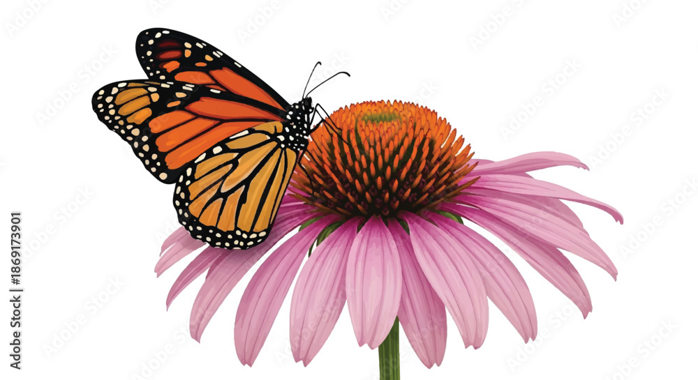Fototapeta premium Digital Illustration of a Monarch Butterfly Pollinating a Pink Coneflower or Echinacea Isolated on White