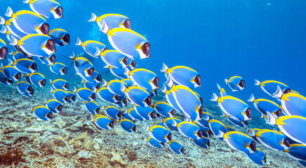 School of Powderblue Surgeonfish