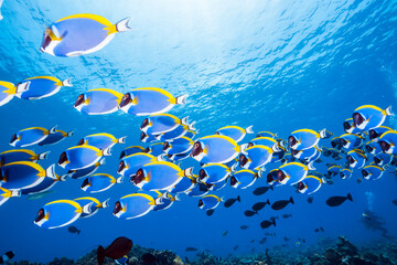 School of Powderblue Surgeonfish
