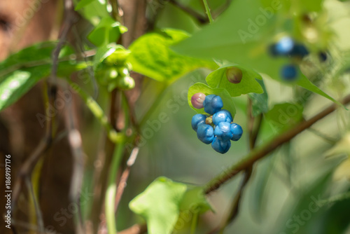 カラフルで不思議なイシミカワの実