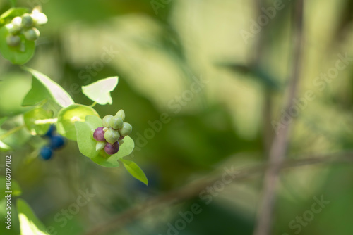カラフルで不思議なイシミカワの実