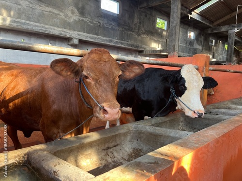 Canvas Print Two cows standing side by side in barn, one reddish-brown and one black-and-white, tethered with ropes in front of concrete feeding trough