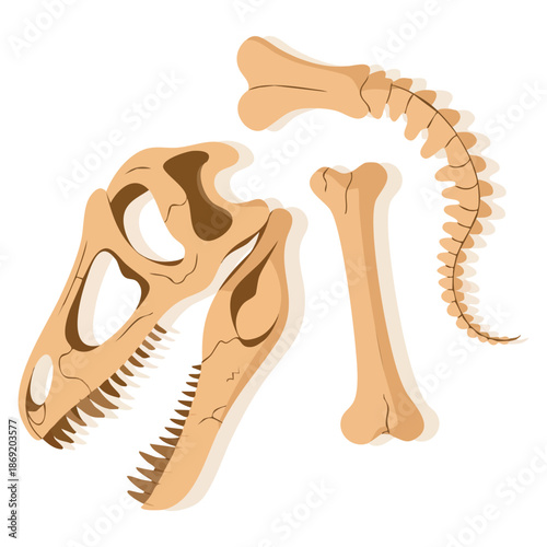 Vector illustration of Tyrannosaurus Rex skull and bones ancient remains prehistoric reptile concept paleontology archaeology and science themed flat design