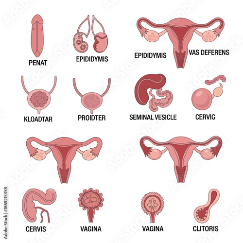 Human Reproductive System Anatomy Diagram: Male and Female Organs