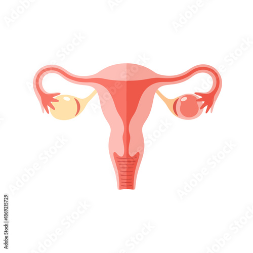 Female Reproductive System Anatomy Illustration - Uterus, Ovaries, Fallopian Tubes