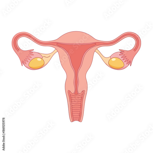 Female reproductive system, uterus, ovaries, and fallopian tubes illustration