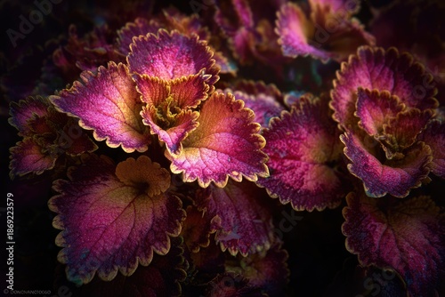 Close-up of vibrant magenta-orange leaves