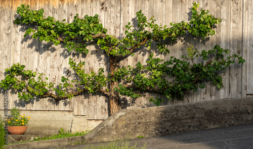 Obraz na plátně Traditional espalier technique