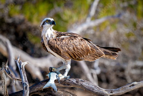 Osprey perched on driftwood clutching a fresh fish