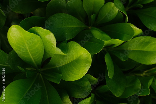 Bright green plant leaves against a dark, contrasting background.